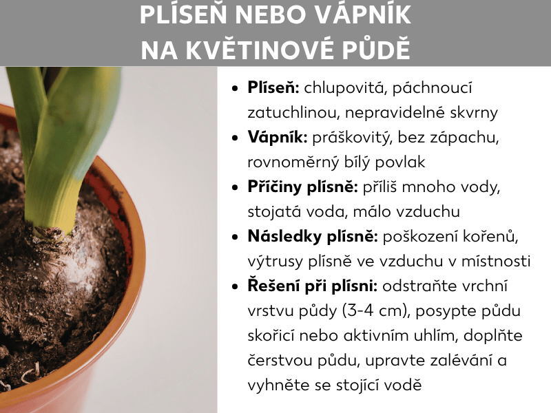 Infografika „Plíseň, nebo vápno na zemině“: Vlevo fotografie květináče s bílým povlakem na zemině. Vpravo seznam bodů: Plíseň je chlupatá, zatuchle zapáchá a tvoří nepravidelné skvrny; vápno je práškové, bez zápachu a tvoří rovnoměrný bílý povlak. Příčiny plísně: příliš mnoho vody, stojatá voda a nedostatek vzduchu. Důsledky plísně: poškozené kořeny a plísňové spóry ve vzduchu. Řešení u plísně: odstraňte vrchní vrstvu zeminy (3–4 cm), posypte ji skořicí nebo aktivním uhlím, doplňte čerstvou zeminu, upravte zalévání a zabraňte stojící vodě.