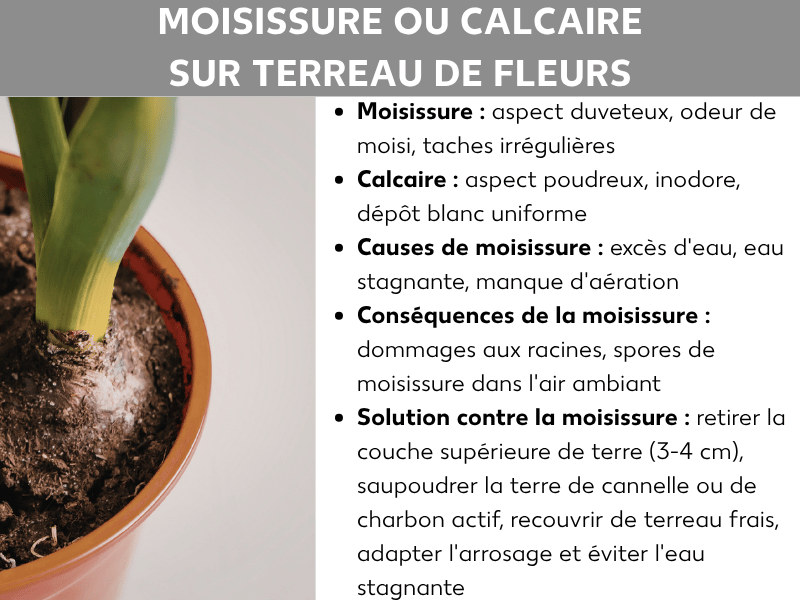 Infographie « Moisissure ou calcaire sur le terreau » : à gauche, photo d'un pot de fleurs avec un dépôt blanc sur la terre. À droite, une liste de points clés : la moisissure est duveteuse, sent le renfermé et forme des taches irrégulières ; le calcaire est poudreux, inodore et forme un dépôt blanc uniforme. Causes de la moisissure : excès d'eau, eau stagnante et manque d'aération. Conséquences : dommages aux racines et spores dans l'air. Solution : retirer la couche supérieure (3-4 cm), saupoudrer de cannelle ou de charbon actif, compléter avec du terreau frais, adapter l'arrosage et éviter l'eau stagnante.