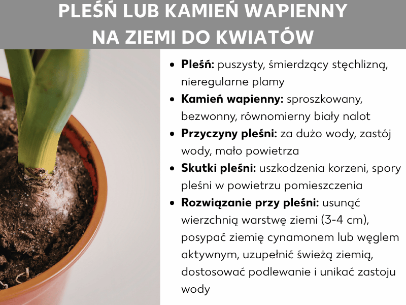 Infografika „Pleśń czy kamień na ziemi w doniczce": po lewej zdjęcie doniczki z białym nalotem na ziemi. Po prawej lista punktów: pleśń jest puszysta, ma stęchły zapach i tworzy nieregularne plamy; kamień jest sypki, bezwonny i tworzy równomierny biały nalot. Przyczyny pleśni: nadmiar wody, zastój wody, mało powietrza. Skutki pleśni: uszkodzenie korzeni, zarodniki w powietrzu. Rozwiązanie: usunąć górną warstwę ziemi (3–4 cm), posypać cynamon lub węgiel aktywny, dosypać świeżą ziemię, dostosować podlewanie i unikać zastoju wody.