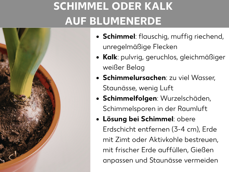 Infografik „Schimmel oder Kalk auf Blumenerde": Links ein Foto eines Blumentopfs mit weißem Belag auf der Erde. Rechts eine Stichpunktliste: Schimmel ist flauschig, muffig riechend und zeigt unregelmäßige Flecken; Kalk ist pulvrig, geruchlos und bildet einen gleichmäßigen weißen Belag. Schimmelursachen sind zu viel Wasser, Staunässe und wenig Luft. Schimmelfolgen sind Wurzelschäden und Schimmelsporen in der Raumluft. Lösung bei Schimmel: obere Erdschicht (3–4 cm) entfernen, Erde mit Zimt oder Aktivkohle bestreuen, mit frischer Erde auffüllen, Gießen anpassen und Staunässe vermeiden.