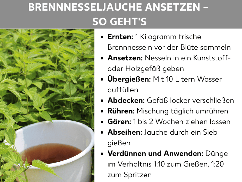Infografik: Überschrift „Brennnesseljauche ansetzen – so geht's". Links ein Foto von Brennnesseln mit einer weißen Tasse gefüllt mit dunkler, brauner Flüssigkeit (Brennnesseljauche). Rechts eine Liste mit acht Schritten: Ernten – 1 Kilogramm frische Brennnesseln vor der Blüte sammeln. Ansetzen – Nesseln in ein Kunststoff- oder Holzgefäß geben. Übergießen – mit 10 Litern Wasser auffüllen. Abdecken – Gefäß locker verschließen. Rühren – Mischung täglich umrühren. Gären – 1 bis 2 Wochen ziehen lassen. Abseihen – Jauche durch ein Sieb gießen. Verdünnen und Anwenden – im Verhältnis 1 zum Gießen, 1 zum Spritzen.