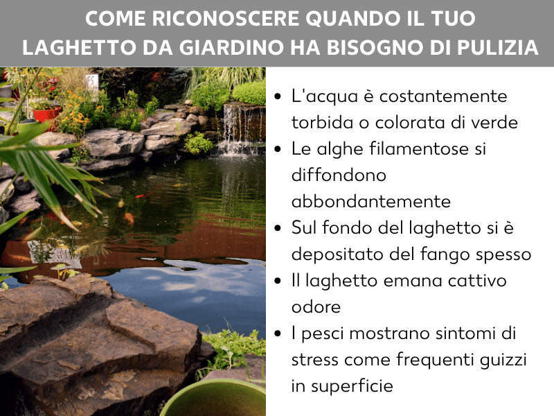 Infografica: ecco come capire quando il laghetto ha bisogno di una pulizia. L'elenco comprende cinque punti: 1. L'acqua è costantemente torbida o verdastra. 2. Le alghe filamentose si diffondono in modo eccessivo. 3. Sul fondo si è depositato uno strato spesso di fango. 4. Il laghetto emana un odore sgradevole. 5. I pesci mostrano sintomi di stress, come frequenti risalite in superficie per prendere aria. Sullo sfondo si vede un laghetto da giardino con piante acquatiche, pesci koi e pietre naturali.