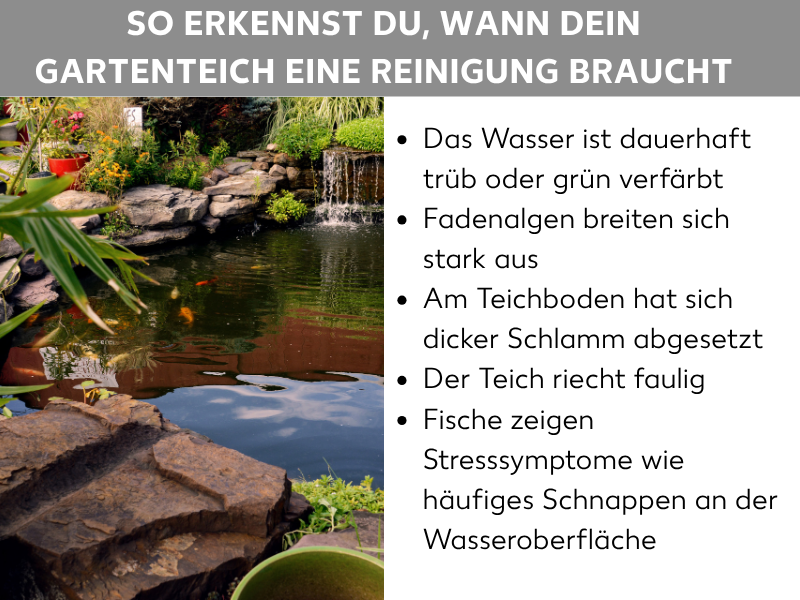 Infografik: So erkennst du, wann dein Gartenteich eine Reinigung braucht. Die Liste umfasst fünf Punkte: 1. Das Wasser ist dauerhaft trüb oder grün verfärbt. 2. Fadenalgen breiten sich stark aus. 3. Am Teichboden hat sich dicker Schlamm abgesetzt. 4. Der Teich riecht faulig. 5. Fische zeigen Stresssymptome wie häufiges Schnappen an der Wasseroberfläche. Im Hintergrund ist ein bepflanzter Gartenteich mit Koi-Fischen und Natursteinen zu sehen.