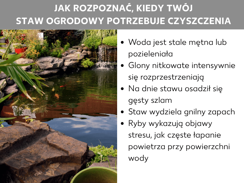 Infografika przedstawiająca, kiedy oczko wodne wymaga czyszczenia. Lista zawiera pięć punktów: 1. Woda jest stale mętna lub zielona. 2. Glony nitkowate mocno się rozrastają. 3. Na dnie oczka osadził się gruby muł. 4. Oczko nieprzyjemnie pachnie. 5. Ryby wykazują objawy stresu, np. często chwytają powietrze przy powierzchni. W tle widać obsadzone roślinami oczko wodne z karpiami koi i kamieniami naturalnymi.