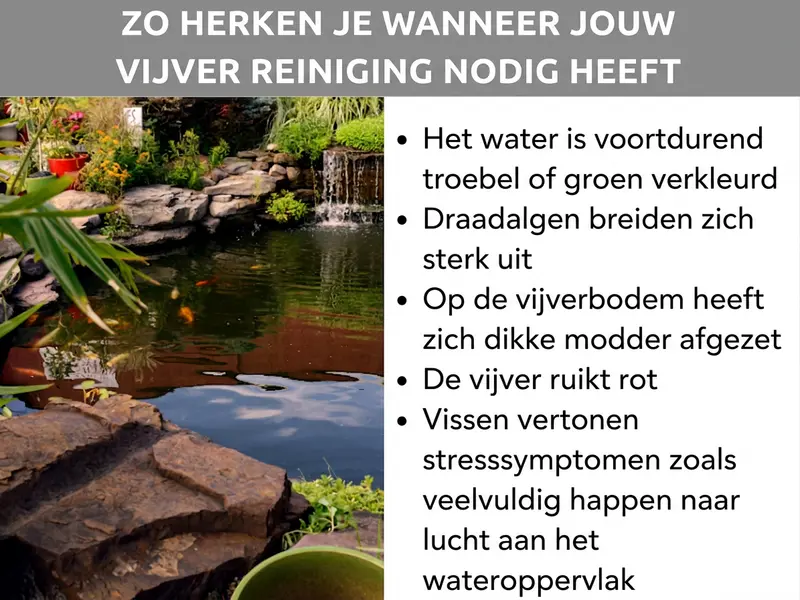 Infographic: zo herken je wanneer je tuinvijver een schoonmaakbeurt nodig heeft. De lijst omvat vijf punten: 1. Het water is langdurig troebel of groen verkleurd. 2. Draadalgen verspreiden zich sterk. 3. Op de bodem van de vijver heeft zich een dikke laag slib afgezet. 4. De vijver ruikt muf of rottend. 5. Vissen vertonen stresssymptomen, zoals veelvuldig happen aan het wateroppervlak. Op de achtergrond is een beplante tuinvijver met koivissen en natuursteen te zien.