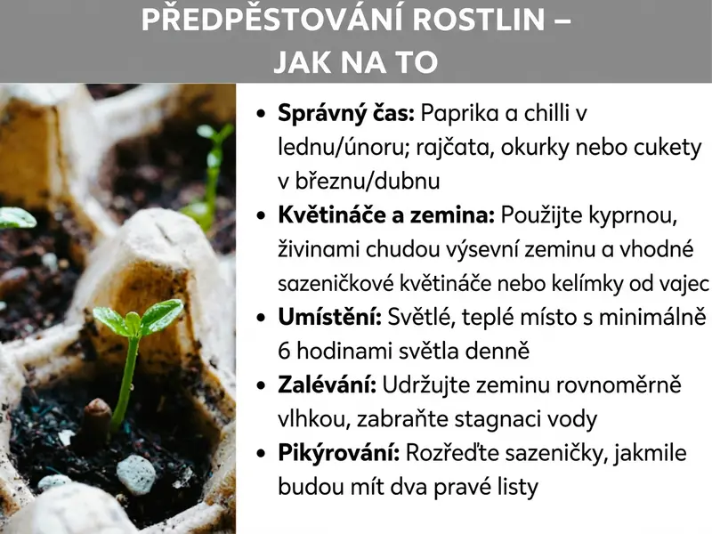 Infografika: „Předpěstování rostlin – jak na to“. Vlevo fotografie malých sazenic v sadbovacích květináčích ze zeminy. Vpravo pět bodů: Načasování: Papriky a chilli v lednu/únoru; rajčata, okurky nebo cukety v březnu/dubnu. Květináče a zemina: Používejte kyprý, na živiny chudý sadbovací substrát a vhodné sadbovací květináče nebo kelímky od vajíček. Stanoviště: Světlé, teplé místo s minimálně šesti hodinami denního světla. Zalévání: Udržujte zeminu rovnoměrně vlhkou, zabraňte přemokření. Pikýrování: Sazenice rozdělejte, jakmile mají dva pravé lístky.