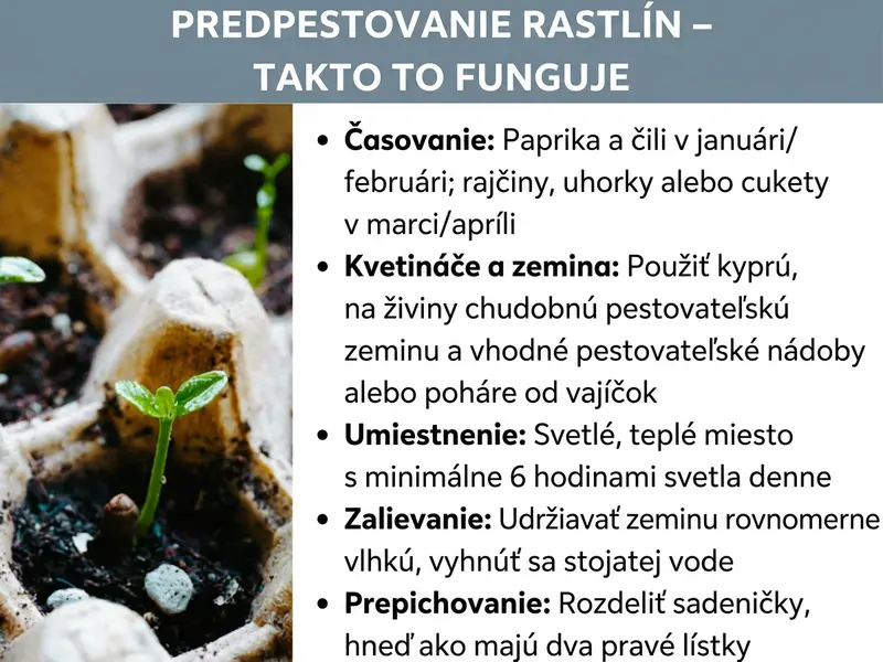 Infografika: „Predpestovanie rastlín – Ako na to". Vľavo fotografia malých sadeníc v pestovateľských nádobách so zeminou. Vpravo päť bodov: Načasovanie: papriky a čili v januári/februári; paradajky, uhorky alebo cukety v marci/apríli. Nádoby a zemina: použite kyprú, na živiny chudobnú výsevnú zeminu a vhodné pestovateľské nádoby alebo vaječné poháre. Stanovište: svetlé, teplé miesto s minimálne šesťhodinovým denným svetlom. Zalievanie: udržiavajte zeminu rovnomerne vlhkú, vyhnite sa stojatej vode. Pikírovanie: sadenice rozdeľte, keď majú dva pravé lístky.