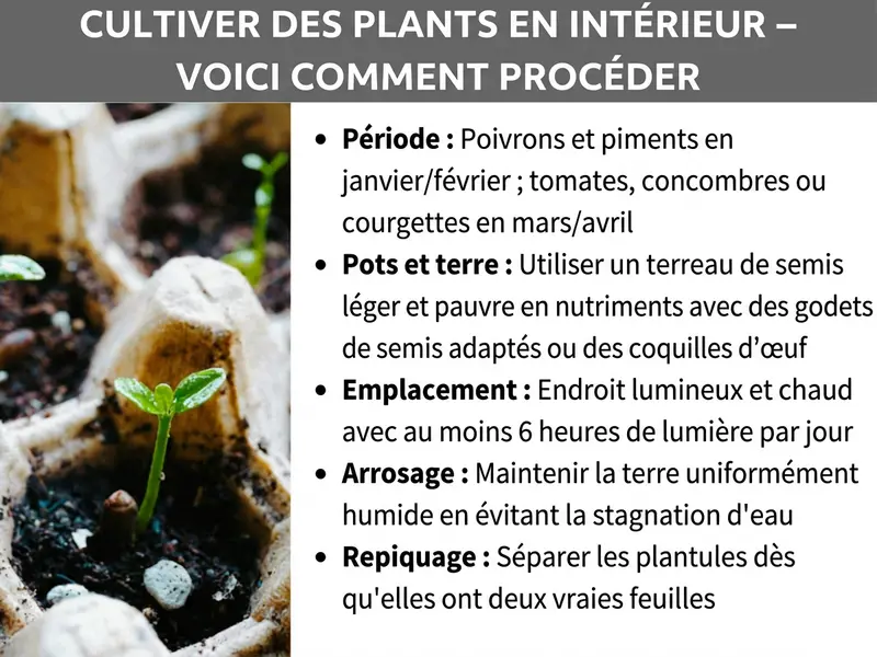 Infographie : « Faire ses semis – Mode d'emploi ». À gauche, une photo de petits plants dans des godets de culture en terre. À droite, cinq points clés : Période : poivrons et piments dès janvier/février ; tomates, concombres ou courgettes en mars/avril. Godets et terreau : utiliser un terreau léger, pauvre en nutriments, et des godets de semis ou des coquetiers. Emplacement : endroit lumineux et chaud, avec au moins 6 heures de lumière par jour. Arrosage : maintenir le terreau uniformément humide, éviter l'eau stagnante. Repiquage : séparer les plants dès l'apparition de deux vraies feuilles.