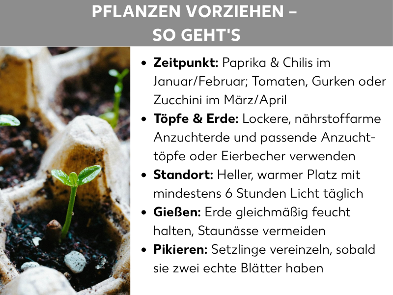 Infografik: „Pflanzen vorziehen – So geht's". Links ein Foto von kleinen Setzlingen in Anzuchttöpfen aus Erde. Rechts fünf Stichpunkte: Zeitpunkt: Paprika & Chilis im Januar/Februar; Tomaten, Gurken oder Zucchini im März/April. Töpfe & Erde: Lockere, nährstoffarme Anzuchterde und passende Anzuchttöpfe oder Eierbecher verwenden. Standort: Heller, warmer Platz mit mindestens 6 Stunden Licht täglich. Gießen: Erde gleichmäßig feucht halten, Staunässe vermeiden. Pikieren: Setzlinge vereinzeln, sobald sie zwei echte Blätter haben.