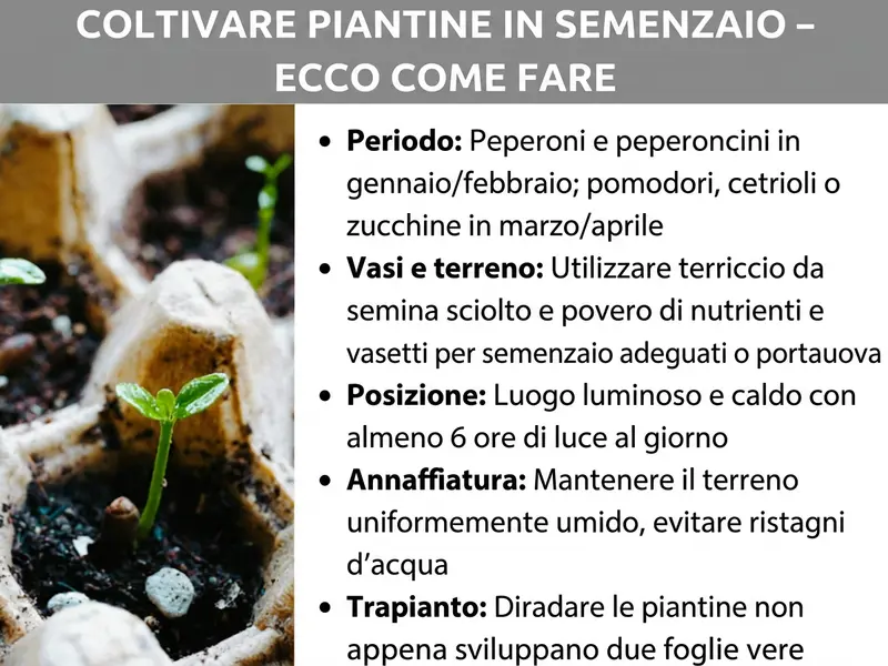 Infografica: „Semina anticipata – Ecco come fare”. A sinistra, una foto di piccole piantine in vasetti di torba. A destra, cinque punti chiave: Tempistiche: peperoni e peperoncini a gennaio / febbraio; pomodori, cetrioli o zucchine a marzo / aprile. Vasetti e terriccio: usare terriccio da semina soffice e povero di nutrienti con vasetti da semina o portauova riciclati. Posizione: un punto luminoso e caldo con almeno 6 ore di luce al giorno. Irrigazione: mantenere il terriccio uniformemente umido, evitando ristagni d’acqua. Ripicchettatura: separare le piantine non appena sviluppano due foglie vere.