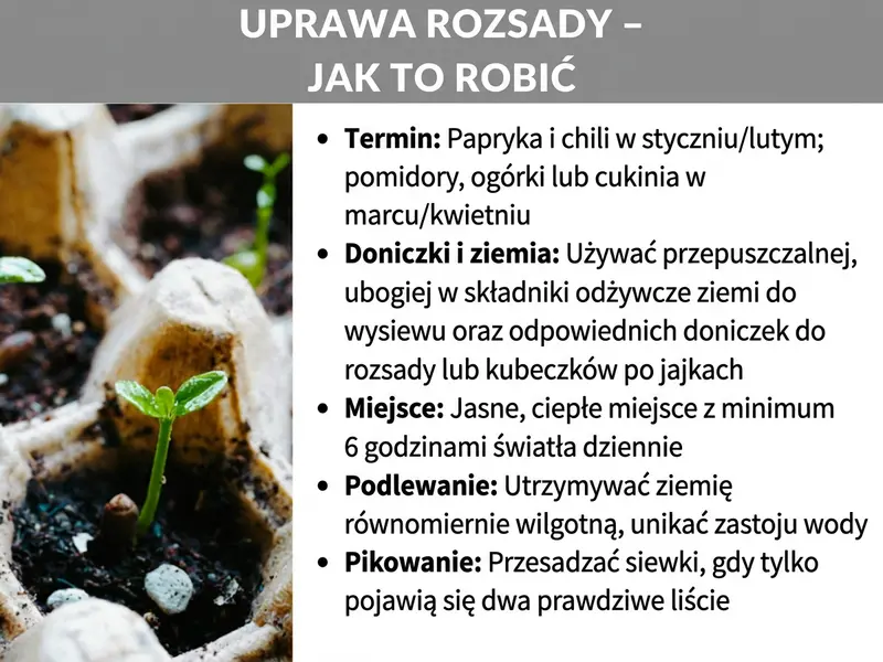 Infografika: „Uprawa rozsady – jak to zrobić". Po lewej stronie zdjęcie małych sadzonek w doniczkach. Po prawej pięć punktów: 1. Termin siewu: papryka i chili (styczeń/luty); pomidory, ogórki, cukinia (marzec/kwiecień). 2. Doniczki i ziemia: użyj luźnej, ubogiej w składniki odżywcze ziemi do siewu. 3. Stanowisko: jasne, ciepłe, z co najmniej 6 godzinami światła dziennie. 4. Podlewanie: utrzymuj równomiernie wilgotne podłoże, unikaj zalewania. 5. Pikowanie: przesadzaj siewki, gdy wykształcą dwa liście właściwe.