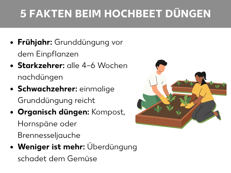 Infografik: 5 Fakten beim Hochbeet düngen. Die Liste umfasst fünf Punkte: 1. Frühjahr: Grunddüngung vor dem Einpflanzen. 2. Starkzehrer: alle 4–6 Wochen nachdüngen. 3. Schwachzehrer: einmalige Grunddüngung reicht. 4. Organisch düngen: Kompost, Hornspäne oder Brennesseljauche. 5. Weniger ist mehr: Überdüngung schadet dem Gemüse. Rechts daneben ist eine Illustration zweier Personen zu sehen, die gemeinsam ein Hochbeet bepflanzen.