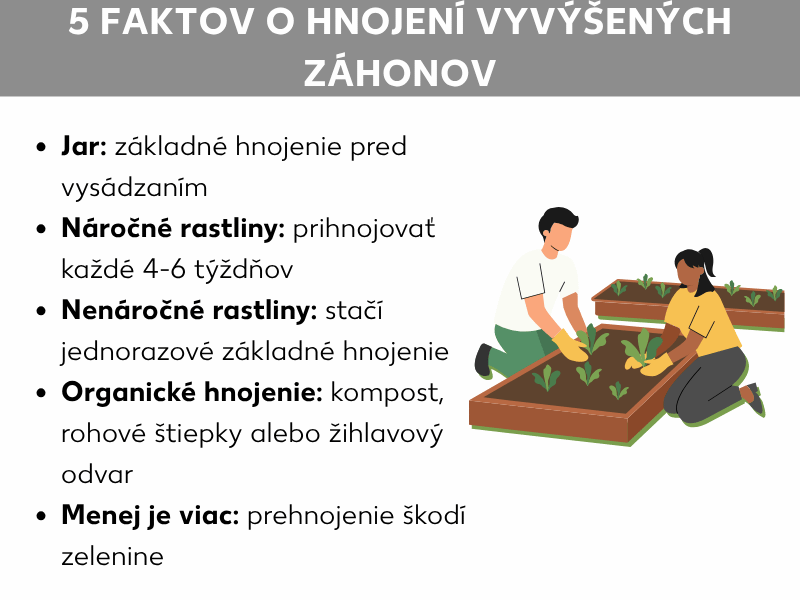 Infografika: 5 faktov o hnojení vyvýšeného záhonu. Zoznam obsahuje päť bodov: 1. Jar: základné hnojenie pred výsadbou. 2. Náročné rastliny: prihnojovať každé 4 – 6 týždňov. 3. Menej náročné rastliny: stačí jednorazové základné hnojenie. 4. Organické hnojenie: kompost, rohové hobliny alebo žihľavový výluh. 5. Menej je viac: prehnojenú zeleninu to poškodí. Vpravo je ilustrácia dvoch osôb, ktoré spoločne sadia do vyvýšeného záhonu.