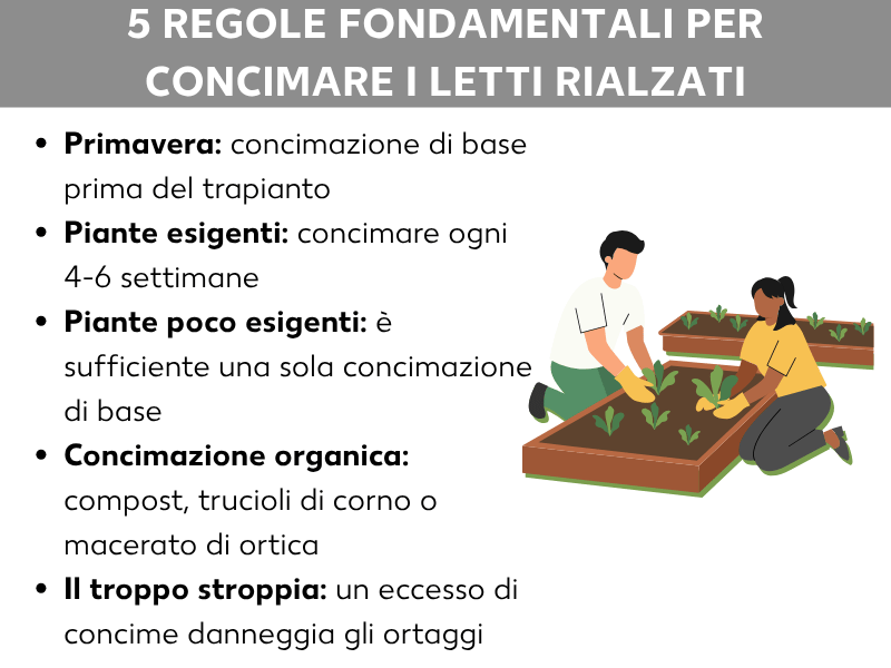 Infografica: 5 cose da sapere per concimare il letto rialzato. La lista comprende cinque punti: 1. Primavera: concimazione di base prima della messa a dimora. 2. Piante molto esigenti: concimare ogni 4–6 settimane. 3. Piante poco esigenti: basta una concimazione di base. 4. Concimazione organica: compost, cornunghia o macerato di ortica. 5. Meno è meglio: la sovraconcimazione danneggia gli ortaggi. A destra, un'illustrazione di due persone che piantano insieme in un letto rialzato.