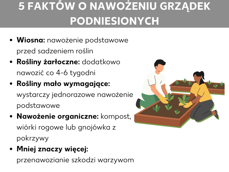 Infografika: 5 faktów o nawożeniu podwyższonej grządki. Lista obejmuje pięć punktów: 1. Wiosna: nawożenie podstawowe przed sadzeniem. 2. Warzywa wymagające: donawożenie co 4–6 tygodni. 3. Warzywa niewymagające: wystarczy jednorazowe nawożenie podstawowe. 4. Nawożenie organiczne: kompost, wióry rogowe lub gnojówka z pokrzywy. 5. Mniej znaczy więcej: przenawożenie szkodzi warzywom. Po prawej stronie ilustracja dwóch osób wspólnie sadzących rośliny w podwyższonej grządce.
