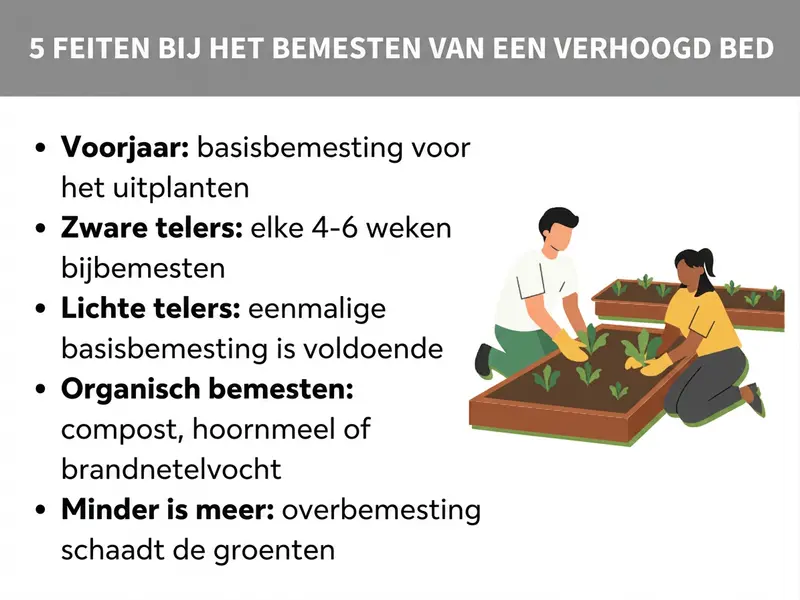 Infographic: 5 feiten over het bemesten van een hoogbed. De lijst bevat vijf punten: 1. Voorjaar: basisbemesting voor het planten. 2. Planten met een grote voedingsbehoefte: elke 4-6 weken bijmesten. 3. Planten met een lage voedingsbehoefte: eenmalige basisbemesting is voldoende. 4. Organisch bemesten: compost, hoornspanen of brandnetelgier. 5. Minder is meer: overbemesting schaadt de groente. Rechts ernaast staat een illustratie van twee personen die samen een hoogbed beplanten.