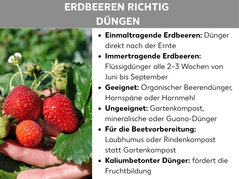 Infografik: „Erdbeeren richtig düngen". Links ein Foto einer Hand, die mehrere reife rote Erdbeeren an einer Erdbeerpflanze mit grünen Blättern hält. Rechts eine Liste mit Düngehinweisen: Einmaltragende Erdbeeren – Dünger direkt nach der Ernte. Immertragende Erdbeeren – Flüssigdünger alle 2–3 Wochen von Juni bis September. Geeignet – organischer Beerendünger, Hornspäne oder Hornmehl. Ungeeignet – Gartenkompost, mineralische oder Guano-Dünger. Für die Beetvorbereitung – Laubhumus oder Rindenkompost statt Gartenkompost. Kaliumbetonter Dünger – fördert die Fruchtbildung.