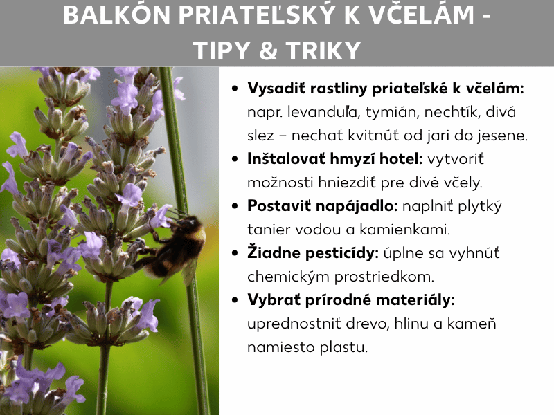 Infografika „Včelám priateľský balkón – tipy a triky": vľavo fotografia čmeliaka na kvitnúcej levanduli, vpravo päť tipov: vysadiť včelám priateľské rastliny ako levanduľu, tymian a nechtík; umiestniť hmyzí hotel; pripraviť napájadlo s plochou miskou a kameňmi; nepoužívať pesticídy; namiesto plastu zvoliť prírodné materiály ako drevo, hlinu a kameň.