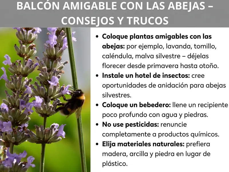 Infografía «Balcón para abejas — consejos y trucos»: a la izquierda, una foto de un abejorro sobre lavanda en flor; a la derecha, cinco consejos: colocar plantas amigables para las abejas como lavanda, tomillo y caléndula; instalar un hotel de insectos; preparar un bebedero con un cuenco poco profundo y piedras; prescindir de pesticidas; elegir materiales naturales como madera, barro y piedra en lugar de plástico.