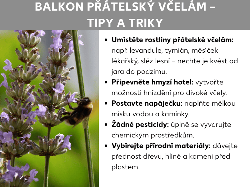 Infografika „Balkon pro včely – tipy a triky": Vlevo fotografie čmeláka na kvetoucí levanduli, vpravo pět tipů: vysaďte rostliny přátelské ke včelám, jako je levandule, tymián a měsíček; umístěte hmyzí hotel; připravte napajedlo s mělkou miskou a kamínky; nepoužívejte pesticidy; volte přírodní materiály jako dřevo, hlínu a kámen místo plastu.