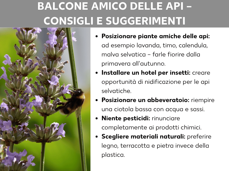 Infografica „Balcone amico delle api – consigli e suggerimenti“: a sinistra la foto di un bombo su un cespuglio di lavanda in fiore, a destra cinque consigli: posizionare piante amiche delle api come lavanda, timo e calendula; installare un hotel per insetti; preparare un abbeveratoio con una ciotola bassa e dei sassolini; rinunciare ai pesticidi; scegliere materiali naturali come legno, terracotta e pietra al posto della plastica.