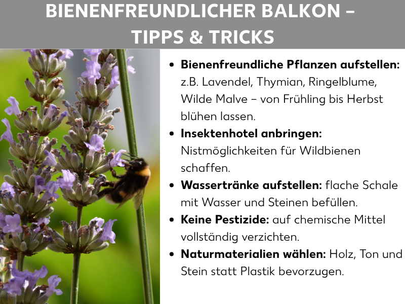 Infografik „Bienenfreundlicher Balkon – Tipps & Tricks": Links ein Foto einer Hummel auf blühendem Lavendel, rechts fünf Tipps: bienenfreundliche Pflanzen wie Lavendel, Thymian und Ringelblume aufstellen; ein Insektenhotel anbringen; eine Wassertränke mit flacher Schale und Steinen bereitstellen; auf Pestizide verzichten; Naturmaterialien wie Holz, Ton und Stein statt Plastik wählen.