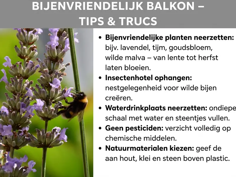 Infographic "Bijvriendelijk balkon – tips & trucs": links een foto van een hommel op bloeiende lavendel, rechts vijf tips: bijvriendelijke planten zoals lavendel, tijm en goudsbloem neerzetten; een insectenhotel ophangen; een drinkbak met een ondiepe schaal en steentjes klaarzetten; geen pesticiden gebruiken; natuurlijke materialen zoals hout, klei en steen in plaats van plastic kiezen.