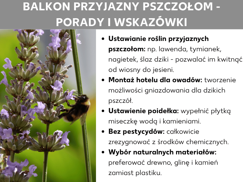Infografika „Balkon przyjazny pszczołom – porady i triki": po lewej zdjęcie trzmiela na kwitnącej lawendzie, po prawej pięć porad: postaw rośliny przyjazne pszczołom, takie jak lawenda, tymianek i nagietek; zamontuj hotel dla owadów; przygotuj poidełko z płaskim naczyniem i kamieniami; zrezygnuj z pestycydów; zamiast plastiku wybierz naturalne materiały – drewno, glinę i kamień.
