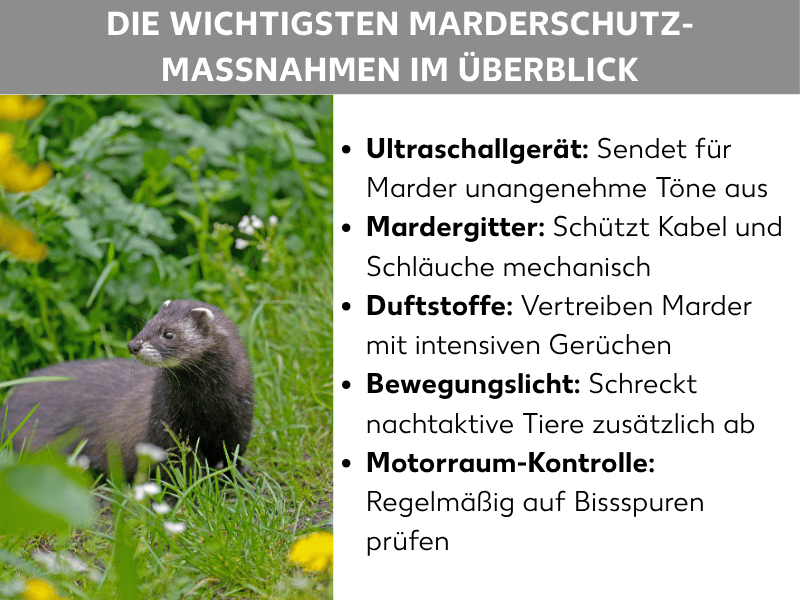 Infografik: Die wichtigsten Marderschutz-Maßnahmen im Überblick: Links im Bild ist ein Marder im Gras zu sehen. Rechts daneben steht eine Liste mit fünf Punkten: 1. Ultraschallgerät: Sendet für Marder unangenehme Töne aus. 2. Mardergitter: Schützt Kabel und Schläuche mechanisch. 3. Duftstoffe: Vertreiben Marder mit intensiven Gerüchen. 4. Bewegungslicht: Schreckt nachtaktive Tiere zusätzlich ab. 5. Motorraum-Kontrolle: Regelmäßig auf Bissspuren prüfen.