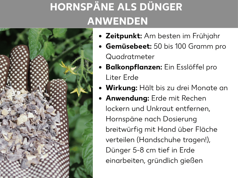 Infografik: Überschrift „Hornspäne als Dünger anwenden". Links ein Foto einer behandschuhten Hand, die eine Portion Hornspäne (helle, flockige Späne) hält, im Hintergrund grüne Tomatenpflanzen. Rechts eine Liste mit Stichpunkten: Zeitpunkt – am besten im Frühjahr; Gemüsebeet – 50 bis 100 Gramm pro Quadratmeter; Balkonpflanzen – ein Esslöffel pro Liter Erde; Wirkung – hält bis zu drei Monate an; Anwendung – Erde mit Rechen lockern und Unkraut entfernen, Hornspäne nach Dosierung breitwürfig mit der Hand über die Fläche verteilen (Handschuhe tragen!), Dünger 5-8 cm tief in die Erde einarbeiten und gründlich gießen.