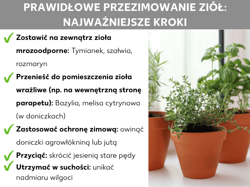 Infografika: Jak prawidłowo zimować zioła – pięć punktów: 1. Mrozoodporne zioła zostaw na zewnątrz: tymianek, szałwia, rozmaryn. 2. Wrażliwe zioła przenieś do wnętrza: bazylia, melisa cytrynowa (doniczka). 3. Zastosuj osłonę na zimę: owiń donice agrowłókniną lub jutą. 4. Przycinanie: jesienią skróć stare pędy. 5. Utrzymuj w suchości: unikaj zastoin wody.