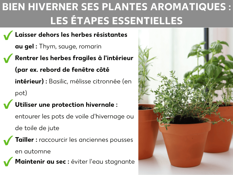 Infographie : bien hiverner ses herbes aromatiques – cinq points clés : 1. Laisser les plantes rustiques dehors : thym, sauge, romarin. 2. Rentrer les plantes fragiles : basilic, mélisse citronnée (en pot). 3. Utiliser une protection hivernale : voile ou jute autour des pots. 4. Tailler : raccourcir les anciennes tiges en automne. 5. Garder au sec : éviter l'eau stagnante.