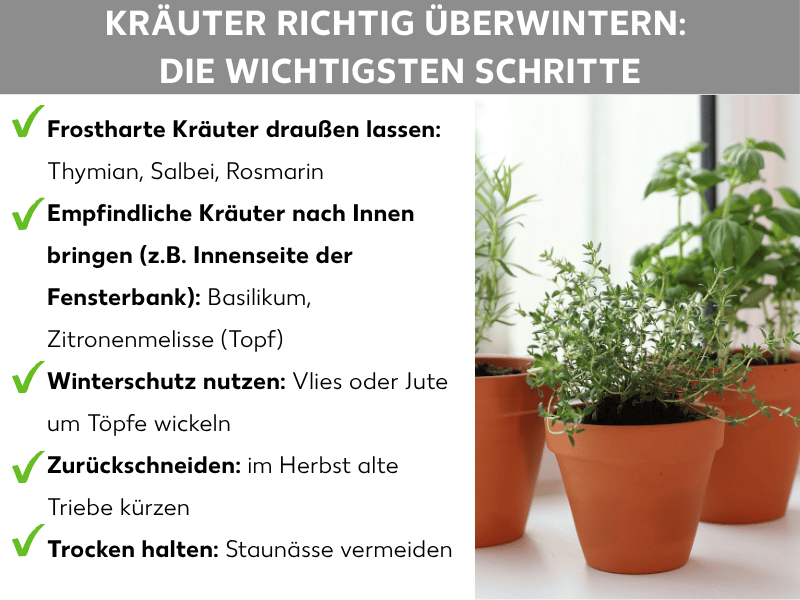Infografik: Kräuter richtig überwintern – fünf Punkte: 1. Frostharte Kräuter draußen lassen: Thymian, Salbei, Rosmarin. 2. Empfindliche Kräuter hereinholen: Basilikum, Zitronenmelisse (Topf). 3. Winterschutz nutzen: Vlies oder Jute um Töpfe wickeln. 4. Zurückschneiden: im Herbst alte Triebe kürzen. 5. Trocken halten: Staunässe vermeiden.