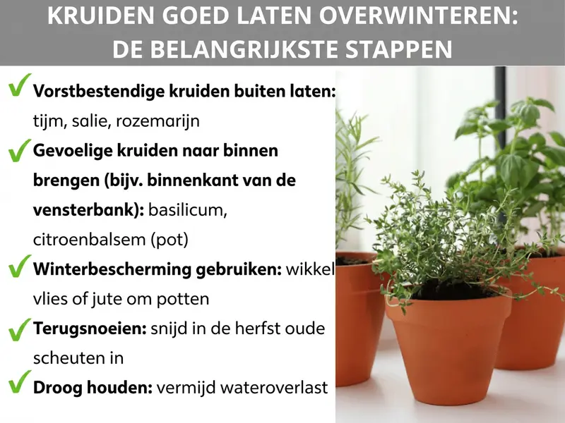 Infographic: Kruiden goed overwinteren – vijf punten: 1. Vorstbestendige kruiden buiten laten: tijm, salie, rozemarijn. 2. Gevoelige kruiden naar binnen halen: basilicum, citroenmelisse (pot). 3. Winterbescherming gebruiken: vlies of jute om de potten wikkelen. 4. Terugsnoeien: in de herfst oude takken inkorten. 5. Droog houden: wateroverlast voorkomen.
