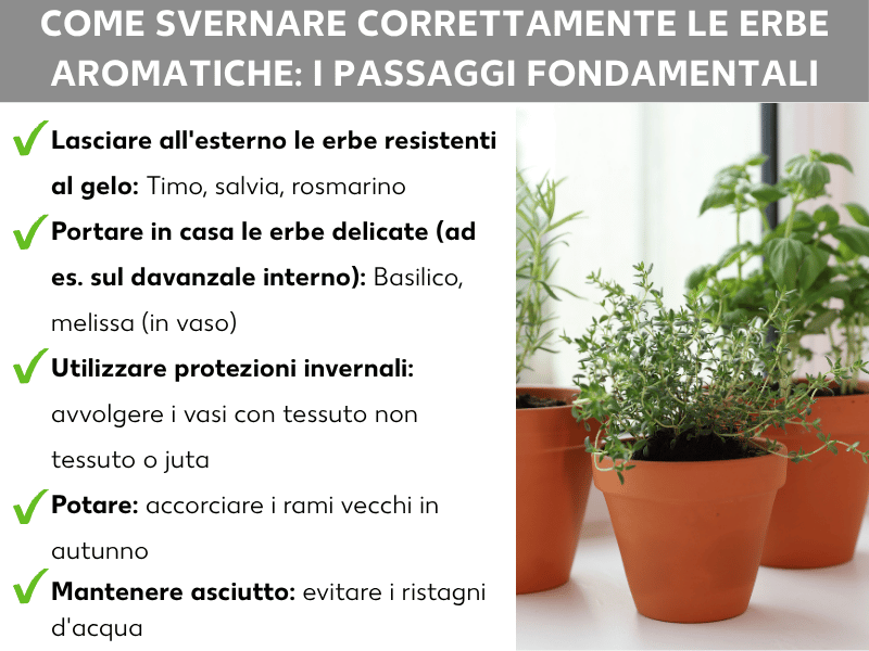 Infografica: come svernare correttamente le erbe aromatiche – cinque punti: 1. Lasciare all'aperto le erbe resistenti al gelo: timo, salvia, rosmarino. 2. Portare al riparo le erbe delicate: basilico, melissa (in vaso). 3. Usare una protezione invernale: avvolgere i vasi con tessuto non tessuto o iuta. 4. Potare: accorciare i rami vecchi in autunno. 5. Mantenere asciutto: evitare i ristagni d'acqua.