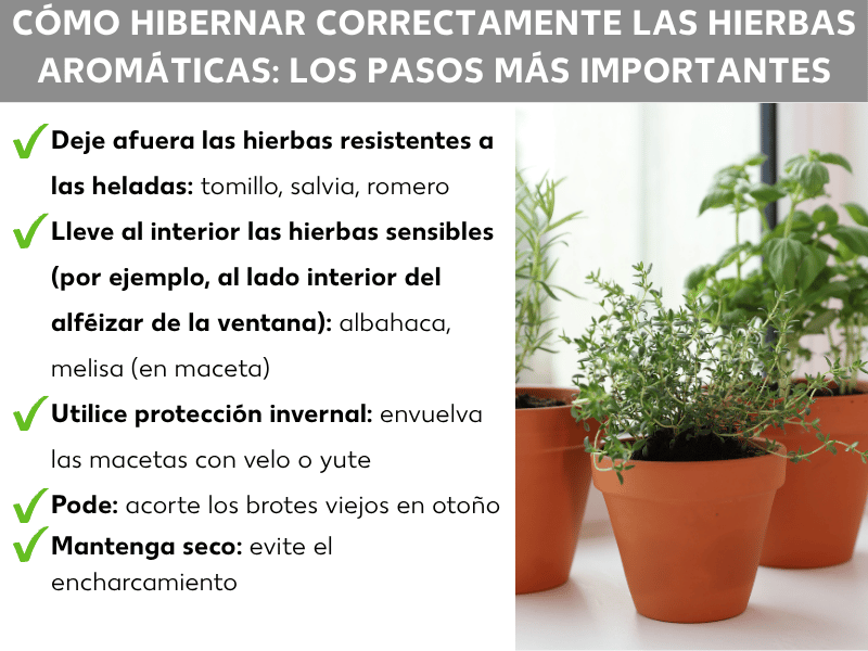 Infografía: Invernar hierbas correctamente – cinco puntos: 1. Dejar las hierbas resistentes al frío en el exterior: tomillo, salvia, romero. 2. Meter las hierbas sensibles en interior: albahaca, melisa (maceta). 3. Usar protección invernal: envolver las macetas con velo o arpillera. 4. Podar: recortar los brotes viejos en otoño. 5. Mantener secas: evitar el encharcamiento.