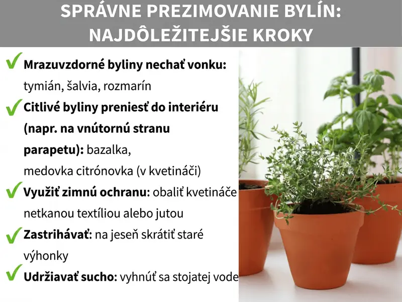 Infografika: Ako správne prezimovať bylinky – päť bodov: 1. Mrazuvzdorné bylinky nechajte vonku: tymian, šalvia, rozmarín. 2. Citlivé bylinky preneste dnu: bazalka, medovka citrónová (kvetináč). 3. Zimná ochrana: obaľte kvetináče netkanou textíliou alebo jutou. 4. Ostrihanie: na jeseň skráťte staré výhonky. 5. Udržujte sucho: vyhnite sa stojatej vode.