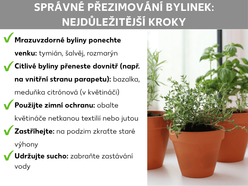 Infografika: Jak správně přezimovat bylinky – pět zásad: 1. Mrazuvzdorné bylinky nechte venku: tymián, šalvěj, rozmarýn. 2. Choulostivé bylinky přeneste dovnitř: bazalka, meduňka (v květináči). 3. Zajistěte ochranu proti mrazu: obalte květináče netkanou textilií nebo jutou. 4. Zastřihněte: na podzim zkraťte staré výhonky. 5. Udržujte sucho: zabraňte zamokření.