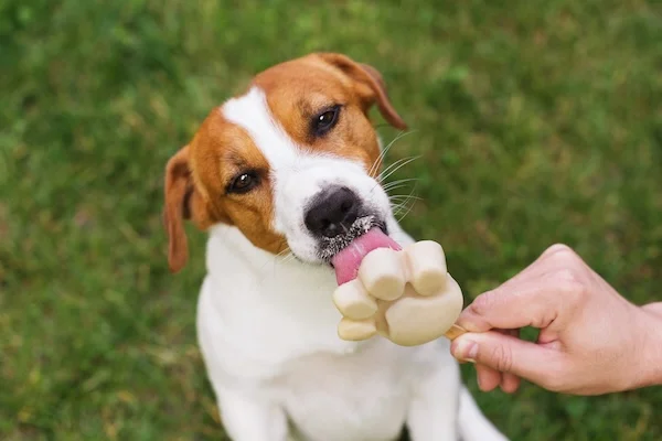 Schmuckbild: Hund leckt an Hundeeis.