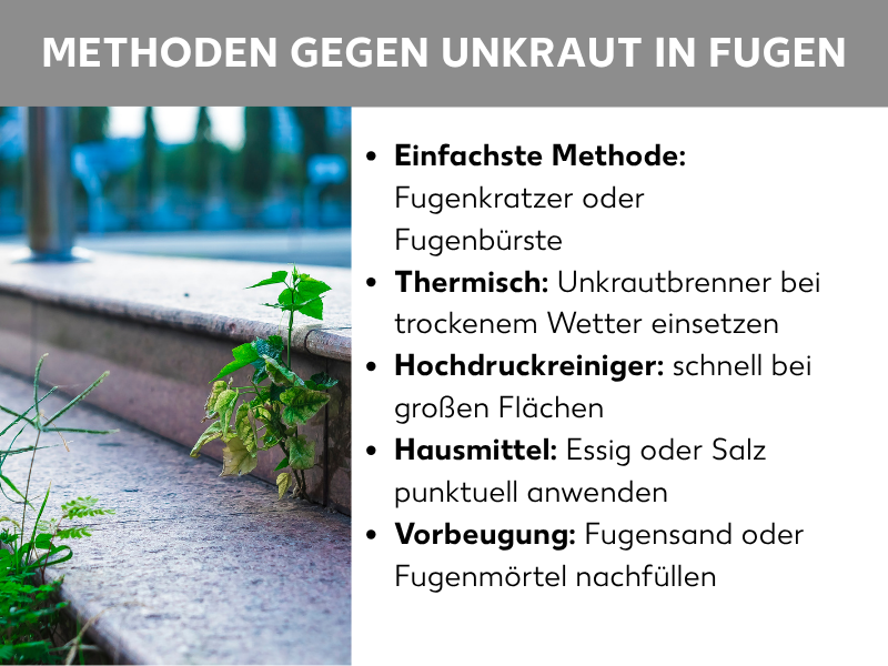 Infografik: Methoden gegen Unkraut in Fugen. Links ist ein Foto von Pflastersteinen mit Unkraut in den Fugen zu sehen. Rechts daneben eine Liste mit fünf Punkten: 1. Einfachste Methode: Fugenkratzer oder Fugenbürste. 2. Thermisch: Unkrautbrenner bei trockenem Wetter einsetzen. 3. Hochdruckreiniger: schnell bei großen Flächen. 4. Hausmittel: Essig oder Salz punktuell anwenden. 5. Vorbeugung: Fugensand oder Fugenmörtel nachfüllen.