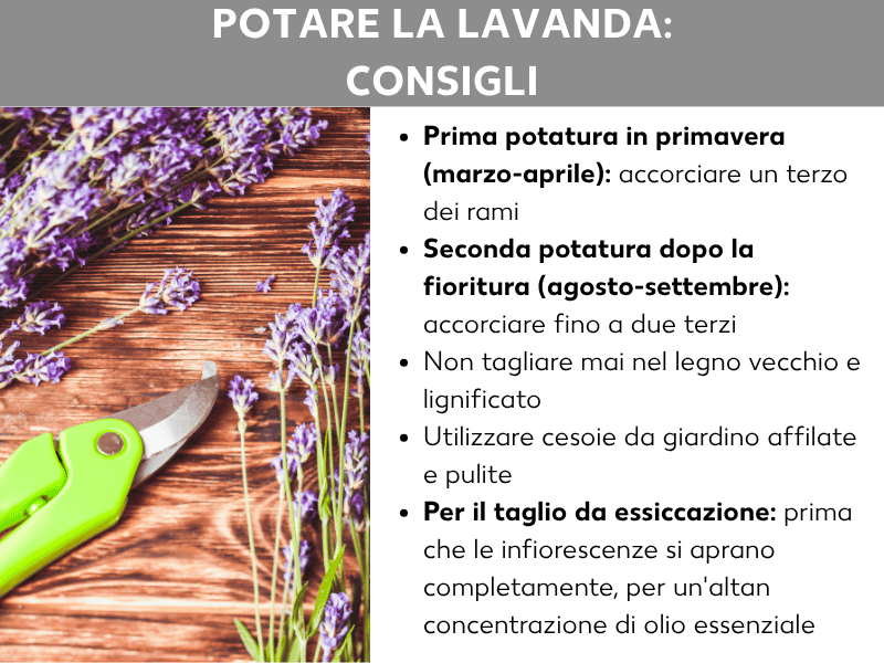 Infografica „Potatura della lavanda: consigli“ con una foto di rami di lavanda e una cesoia verde da giardino su una superficie in legno. Accanto, cinque consigli: primo taglio in primavera (marzo–aprile) – accorciare di un terzo i rami; secondo taglio dopo la fioritura (agosto–settembre) – accorciare fino a due terzi; non tagliare mai nel legno vecchio e lignificato; usare cesoie affilate e pulite; per l'essiccazione, tagliare prima che gli steli fioriti si aprano del tutto, così da ottenere la massima concentrazione di oli essenziali.