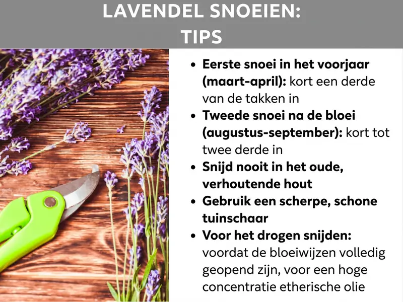 Infographic "Lavendel snoeien: tips" met een foto van lavendeltakjes en een groene snoeischaar op een houten ondergrond. Daarnaast vijf tips: eerste snoeibeurt in het voorjaar (maart-april) – een derde van de scheuten inkorten; tweede snoeibeurt na de bloei (augustus-september) – tot twee derde inkorten; nooit in het oude, verhoute hout snoeien; een scherpe, schone snoeischaar gebruiken; voor het drogen snijden voordat de bloemstelen volledig geopend zijn, voor een hoge concentratie etherische oliën.