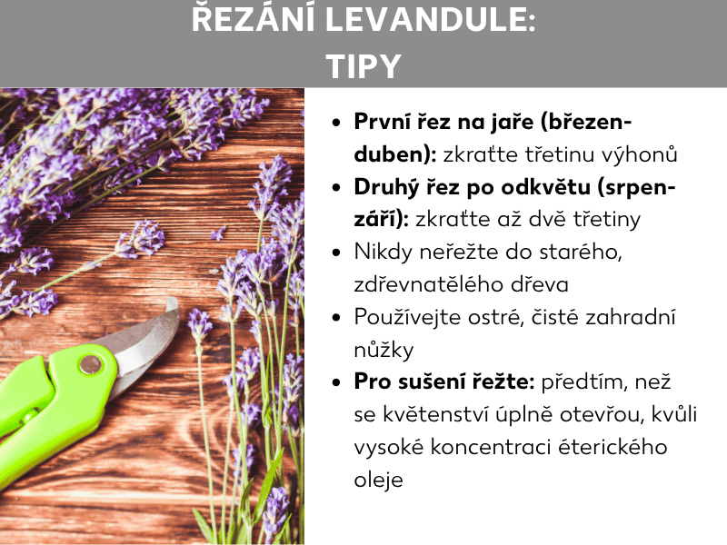 Infografika „Stříhání levandule: tipy" s fotografií levandulových větviček a zelených zahradních nůžek na dřevěném podkladu. Vedle pět tipů: První řez na jaře (březen–duben) – zkrátit třetinu výhonů; Druhý řez po odkvětu (srpen–září) – zkrátit až dvě třetiny; nikdy nestříhat do starého zdřevnatělého dřeva; používat ostré a čisté zahradní nůžky; ke stříhání na sušení řezat dříve, než se květy zcela otevřou, kvůli vysoké koncentraci éterických olejů.