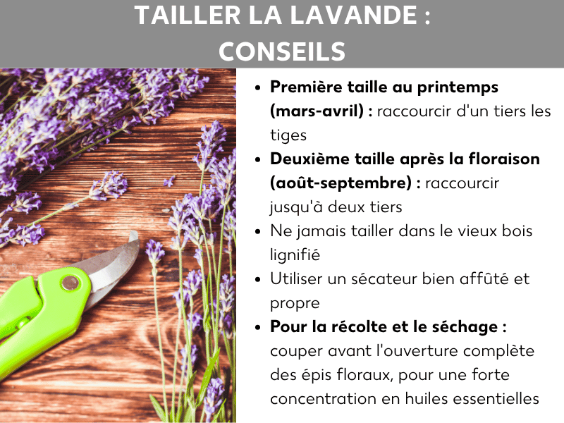 Infographie « Taille lavande : astuces » avec une photo de branches de lavande et d'un sécateur vert sur un support en bois. Cinq conseils : première taille au printemps (mars-avril) – raccourcir les tiges d'un tiers ; deuxième taille après la floraison (août-septembre) – raccourcir jusqu'aux deux tiers ; ne jamais couper dans le vieux bois lignifié ; utiliser un sécateur propre et bien affûté ; pour le séchage, couper les tiges florales avant leur plein épanouissement afin de préserver la concentration en huiles essentielles.
