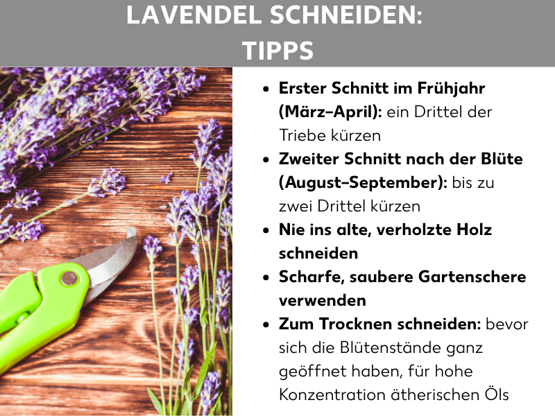 Infografik „Lavendel schneiden: Tipps" mit einem Foto von Lavendelzweigen und einer grünen Gartenschere auf einem Holzuntergrund. Daneben fünf Tipps: Erster Schnitt im Frühjahr (März–April) – ein Drittel der Triebe kürzen; Zweiter Schnitt nach der Blüte (August–September) – bis zu zwei Drittel kürzen; nie ins alte, verholzte Holz schneiden; scharfe, saubere Gartenschere verwenden; zum Trocknen schneiden, bevor sich die Blütenstände ganz geöffnet haben, für hohe Konzentration ätherischer Öle.
