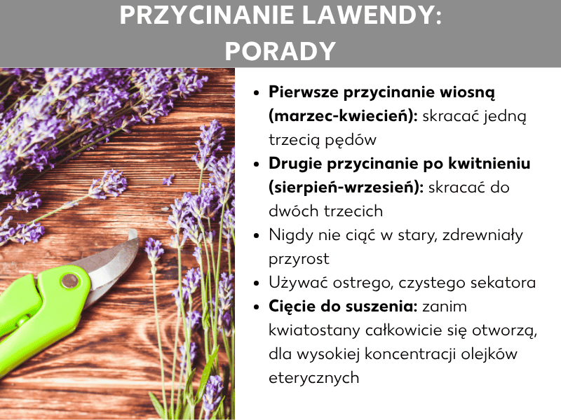 Infografika „Przycinanie lawendy: porady" ze zdjęciem gałązek lawendy i zielonego sekatora na drewnianym podłożu. Obok pięć porad: pierwsze cięcie wiosną (marzec–kwiecień) – skróć pędy o jedną trzecią; drugie cięcie po kwitnieniu (sierpień–wrzesień) – skróć nawet o dwie trzecie; nigdy nie tnij starego, zdrewniałego drewna; używaj ostrego, czystego sekatora; ścinaj do suszenia, zanim kwiatostany się w pełni rozwiną, aby zachować wysokie stężenie olejków eterycznych.