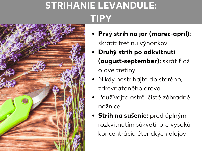 Infografika „Strihanie levandule: Tipy" s fotografiou levanduľových vetvičiek a zelených záhradných nožníc na drevenom podklade. Vedľa päť tipov: Prvý rez na jar (marec – apríl) – skrátiť výhonky o tretinu; Druhý rez po odkvitnutí (august – september) – skrátiť až o dve tretiny; nikdy nestrihať do starého zdrevnateného dreva; používať ostré a čisté záhradné nožnice; na sušenie strihať pred úplným rozvinutím kvetných stopiek pre vysokú koncentráciu éterických olejov.
