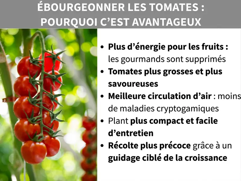 Infographie sur le pinçage des tomates et ses avantages. Le visuel montre à gauche une photo de tomates cerises rouges sur une grappe, sur fond vert. À droite, cinq avantages du pinçage sont listés : 1. Plus d'énergie pour les fruits : les gourmands sont supprimés. 2. Des tomates plus grosses et plus savoureuses. 3. Une meilleure circulation de l'air : moins de maladies fongiques. 4. Un plant plus compact et facile à entretenir. 5. Une récolte plus précoce grâce à une croissance contrôlée.