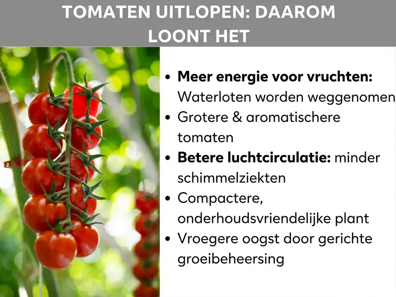 Infographic: Tomaten dieven – daarom loont het. De afbeelding toont links een foto met rode cherrytomaten aan een tros tegen een groene achtergrond. Rechts staan vijf voordelen van het dieven: 1. Meer energie voor vruchten: dieven worden verwijderd. 2. Grotere en smaakvolere tomaten. 3. Betere luchtcirculatie: minder schimmelziekten. 4. Compactere, onderhoudsvriendelijke plant. 5. Eerdere oogst door gerichte groeibeheersing.