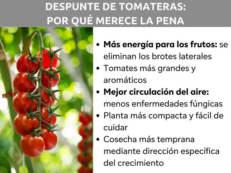 Infografía: Desahijar tomates: por qué merece la pena. La imagen muestra a la izquierda una foto con tomates cherry rojos en una rama sobre fondo verde. A la derecha se enumeran cinco ventajas de desahijar: 1. Más energía para los frutos: se eliminan los chupones. 2. Tomates más grandes y aromáticos. 3. Mejor circulación del aire: menos enfermedades fúngicas. 4. Planta más compacta y fácil de cuidar. 5. Cosecha más temprana gracias a la conducción dirigida del crecimiento.